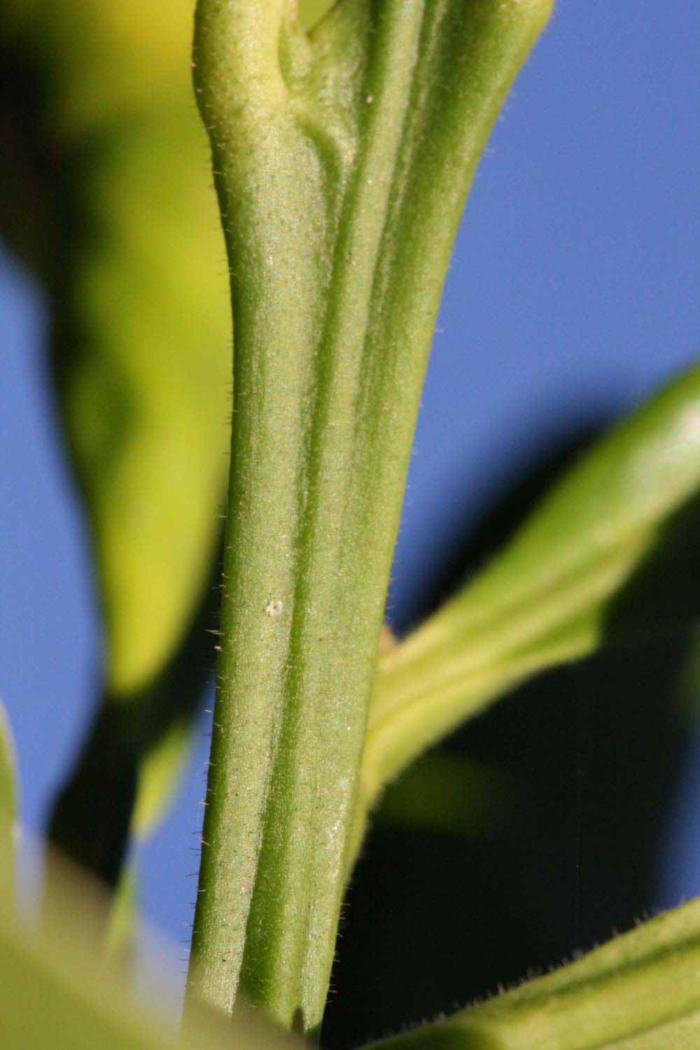            First year twig (Riverside, CA)   